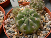 Echinopsis hammerschmidii