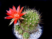 Echinopsis hertrichiana