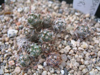 Escobaria hesteri