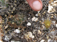 Echinocereus viridiflorus