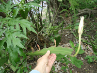 Epiphyllum hookeri