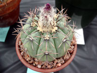 Echinocactus horizonthalonius