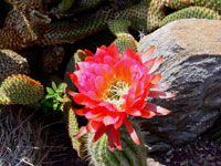 Echinopsis huascha