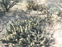 Echinopsis huascha