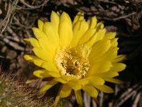 Echinopsis huascha