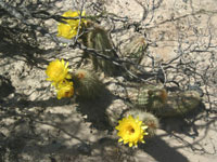 Echinopsis huascha