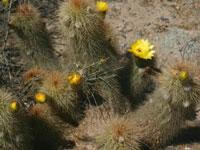 Echinopsis huascha