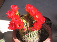 Echinopsis huascha