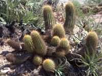 Echinopsis huascha