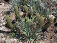 Echinopsis huascha