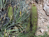 Echinopsis huascha