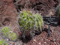 Echinopsis huotii