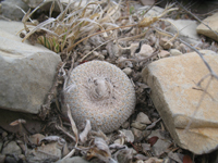 Epithelantha ilariae