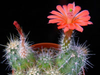 Echinocereus klapperi