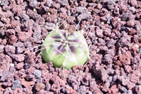 Echinocereus knippelianus