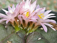 Echinocereus knippelianus