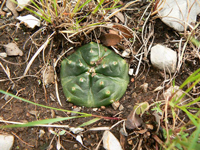 Echinocereus knippelianus