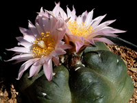 Echinocereus knippelianus