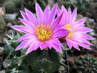 Echinocereus knippelianus