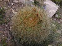 Echinopsis korethroides