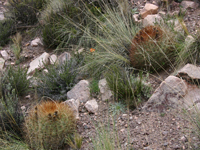 Echinopsis korethroides