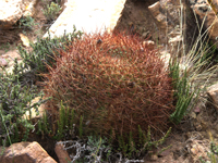 Echinopsis korethroides