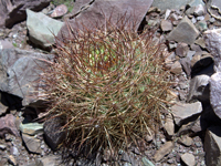 Echinopsis korethroides