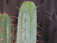 Echinopsis lageniformis