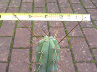 Echinopsis lageniformis