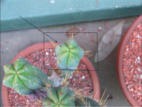 Echinopsis lageniformis