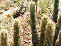 Echinopsis lamprochlora