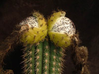 Echinopsis lamprochlora