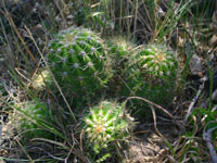 Echinopsis lamprochlora