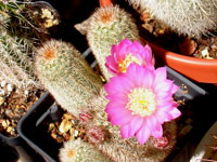 Echinocereus laui