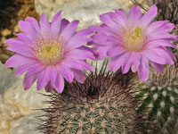 Echinocereus laui