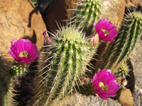 Echinocereus ledingii