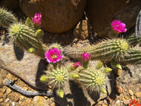 Echinocereus ledingii