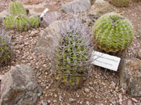 Echinopsis leucantha