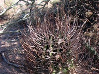 Echinopsis leucantha