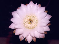 Echinopsis leucantha