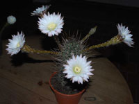 Echinopsis leucantha