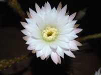 Echinopsis leucantha