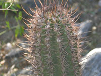 Echinopsis leucantha