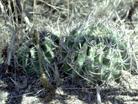 Echinopsis leucantha