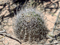 Echinopsis leucantha