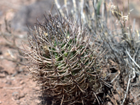 Echinopsis leucantha