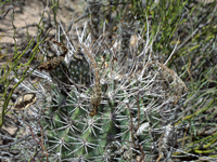 Echinopsis leucantha