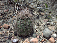 Echinopsis leucantha