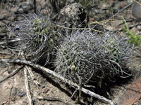 Echinopsis leucantha