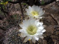 Echinopsis leucantha